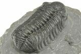Phacopid (Adrisiops) Trilobite - Jbel Oudriss, Morocco #222402-4